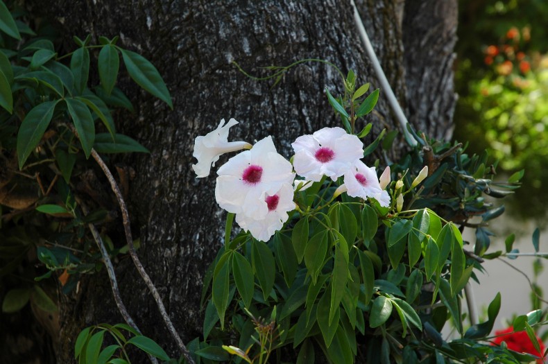 Images of Corfu, Greece