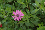 Corfu Garden Shots