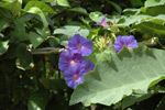Corfu Garden Shots