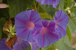 Corfu Garden Shots
