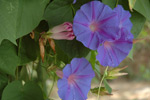 Corfu Garden Shots