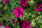 Corfu Garden Shots