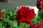 Corfu Garden Shots