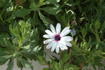 Corfu Garden Shots