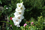 Corfu Garden Shots
