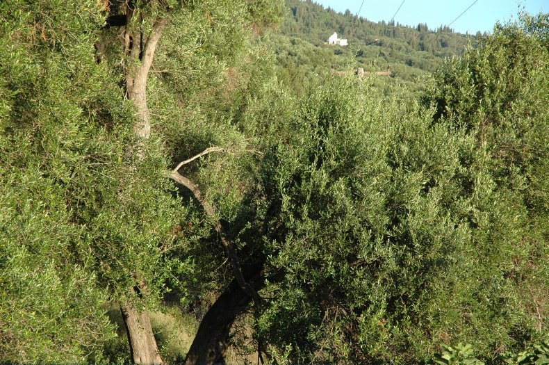 Garden, Boukari, Corfu, Greece