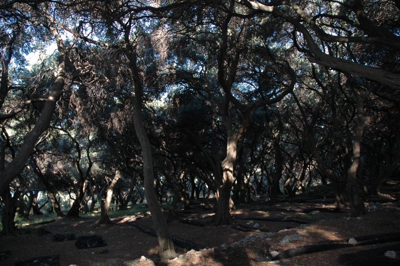 Garden, Boukari, Corfu, Greece