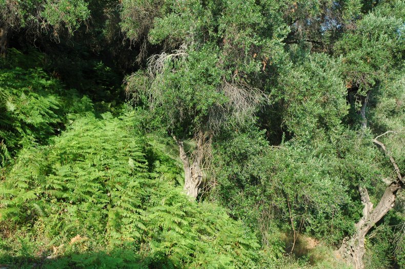 Garden, Boukari, Corfu, Greece
