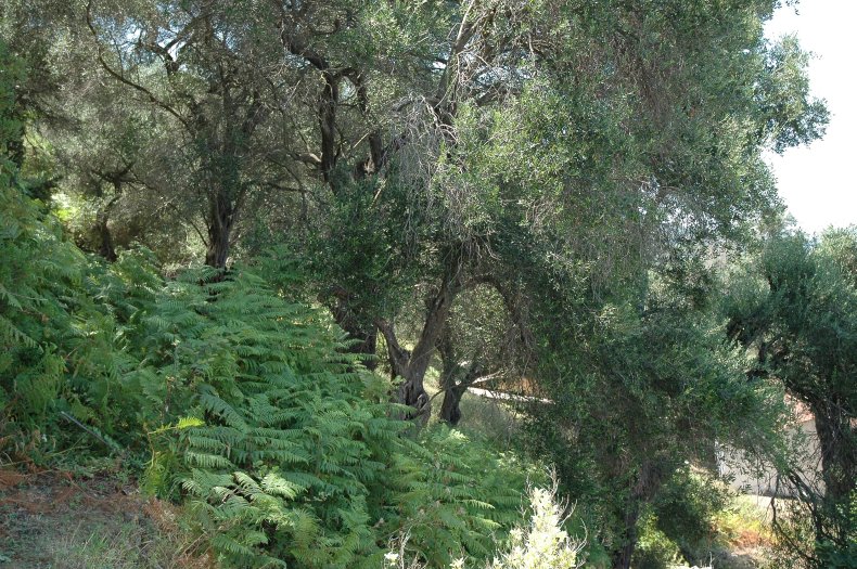 Garden, Boukari, Corfu, Greece