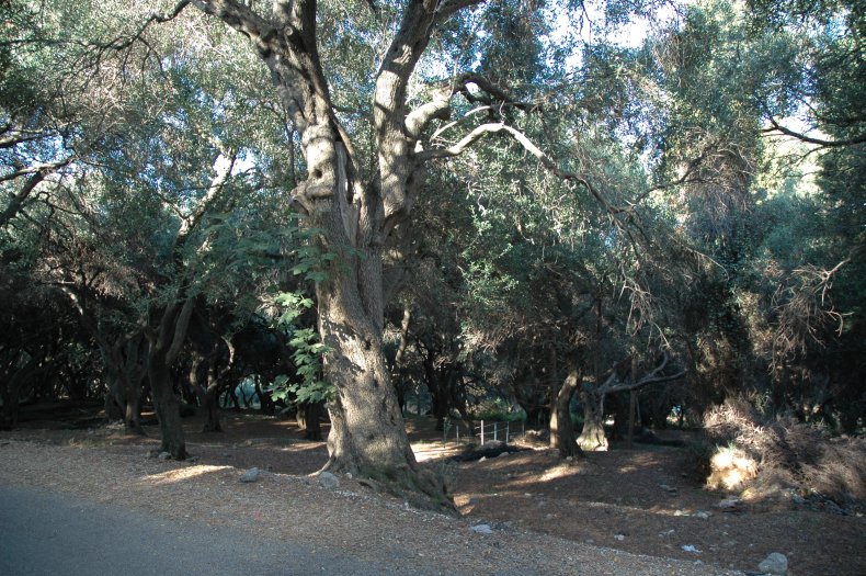 Garden, Boukari, Corfu, Greece