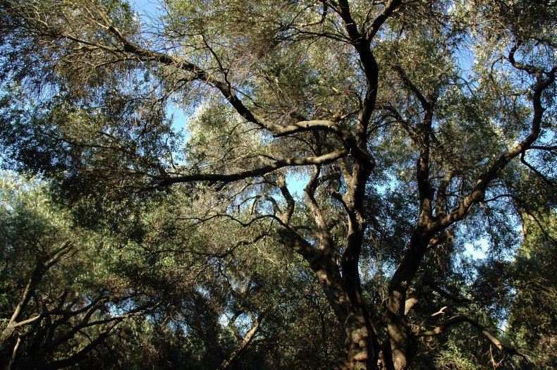 Garden, Boukari, Corfu, Greece