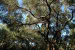Green Corfu